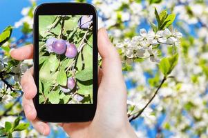 photo de prunes mûres sur un arbre avec des fleurs