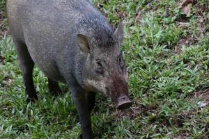 sanglier, sus scrofa sur le sol de la forêt photo