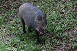 sanglier, sus scrofa sur le sol de la forêt photo