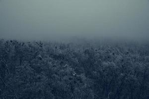 paysage brumeux avec forêt de sapins dans un style rétro vintage hipster photo