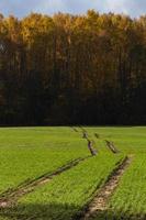 paysage d'automne avec des feuilles jaunes par beau temps photo