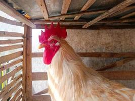 poulet leghorn blanc prenant un bain de soleil à l'intérieur d'une cage en bambou portrait en gros plan. photographie de portrait d'animaux de volaille. photo