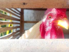 poulet leghorn blanc prenant un bain de soleil à l'intérieur d'une cage en bambou portrait en gros plan. photographie de portrait d'animaux de volaille. photo