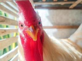 poulet leghorn blanc prenant un bain de soleil à l'intérieur d'une cage en bambou portrait en gros plan. photographie de portrait d'animaux de volaille. photo