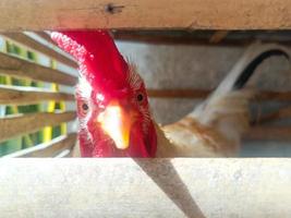 poulet leghorn blanc prenant un bain de soleil à l'intérieur d'une cage en bambou portrait en gros plan. photographie de portrait d'animaux de volaille. photo