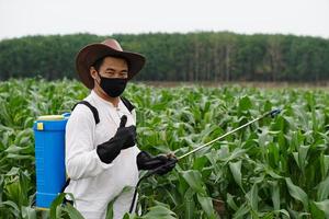 le jardinier asiatique porte un masque noir et des gants noirs, porte un pulvérisateur de pesticide dans le dos et lève le pouce pour montrer sa satisfaction au jardin de maïs. concept utilisant des produits chimiques dans l'agriculture. photo