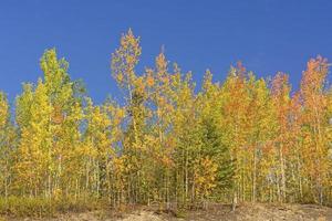 couleurs d'automne dans la tiaga photo