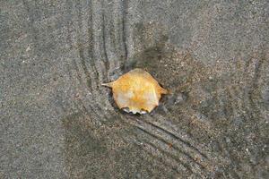 voyage sur l'île de koh lanta, en thaïlande. coquillage sur la plage de sable. photo