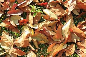 voyage à chiang mai, thaïlande. les feuilles sèches d'automne colorées sur une herbe dans une forêt par une journée ensoleillée. photo