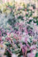 fynbos sud-africains photo