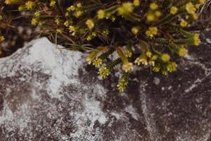 fynbos sud-africains photo