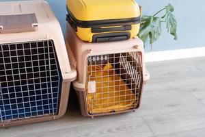 transporteur pour animaux de compagnie en plastique ou cage pour animaux de compagnie et valise jaune sur le sol à la maison, espace pour copie photo