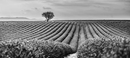 fantastique paysage noir et blanc de champs de lavande et de nuages du ciel au coucher du soleil. fond de nature inspirante et dramatique photo