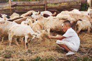 mignon petit garçon afro-américain est à la ferme en été avec des chèvres photo