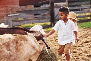 mignon petit garçon afro-américain avec une fille européenne est à la ferme avec des chèvres photo