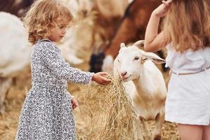 deux petites filles ensemble à la ferme en été ayant un week-end avec des chèvres photo