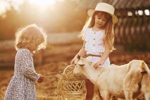 deux petites filles ensemble à la ferme en été ayant un week-end avec des chèvres photo