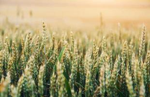 vue rapprochée de la culture du blé sur le terrain agricole pendant la journée ensoleillée. beau paysage et arrière-plan photo