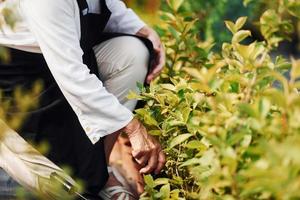 une femme âgée est dans le jardin pendant la journée. conception des plantes et des saisons photo