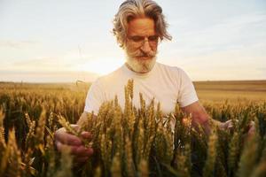 regarde la récolte fraîche. Senior homme élégant aux cheveux gris et barbe sur le terrain agricole