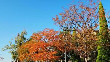 feuilles d'automne et ciel bleu clair. photo
