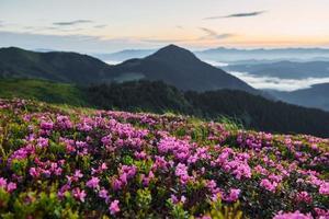 fleurs violettes en fleurs. majestueuses montagnes des carpates. beau paysage de nature intacte photo