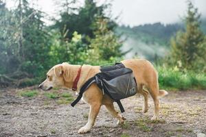 chien mignon avec sac. majestueuses montagnes des carpates. beau paysage de nature intacte photo