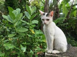 chat blanc vu de côté photo