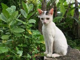 chat blanc vu de côté photo