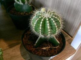 plantes de cactus décoratives avec des formes et des couleurs mignonnes photo