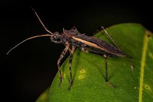 insecte assassin adulte photo