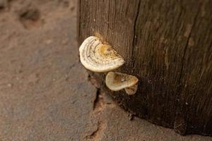 champignons à petit support photo