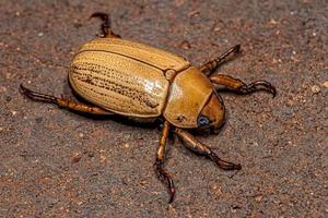 scarabée adulte en métal précieux photo