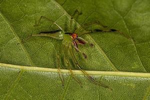 Araignée sauteuse verte translucide mâle adulte photo