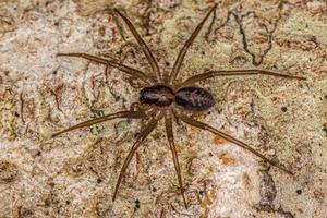 petite araignée corinnoïde photo