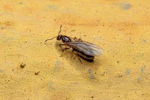 femelle adulte petit adulte rover reine fourmi photo