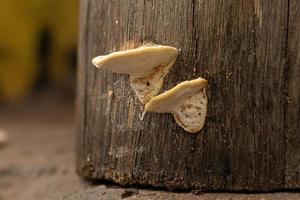 champignons à petit support photo