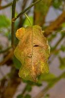 arbre jurubeba avec des dommages aux feuilles photo