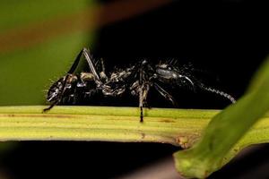 fourmi ponérine femelle adulte photo
