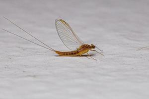 insecte éphémère femelle adulte photo