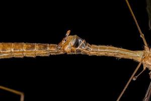 mouche de la grue limonide adulte photo