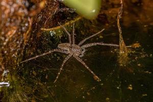 petite araignée de toile de pépinière photo