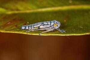 petite nymphe de cicadelle typique photo