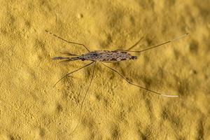 moustique du paludisme adulte photo
