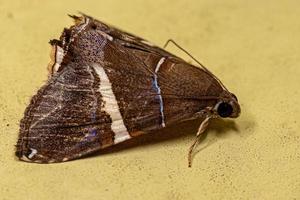 papillon de nuit adulte photo