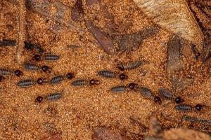 termites supérieurs adultes photo