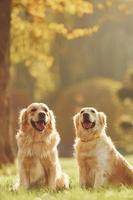 deux beaux chiens golden retriever se promènent ensemble dans le parc photo