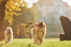 courir ensemble. deux beaux chiens golden retriever se promènent ensemble dans le parc photo