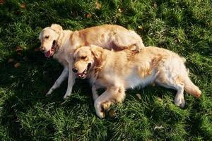 couché sur l'herbe. deux beaux chiens golden retriever se promènent ensemble dans le parc photo