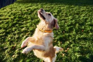 debout sur les jambes. beau chien golden retriever se promener à l'extérieur dans le parc photo